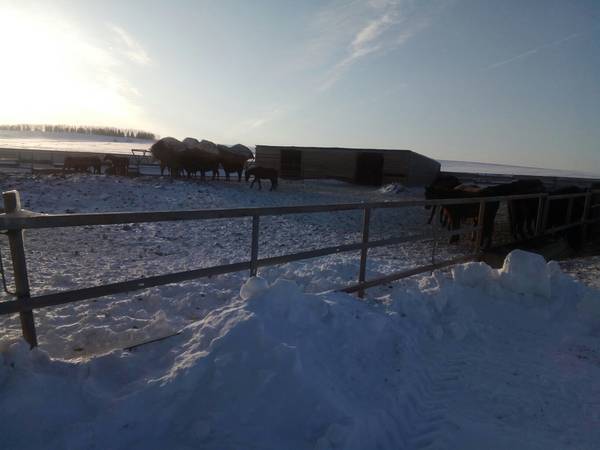 Карда с лошадями