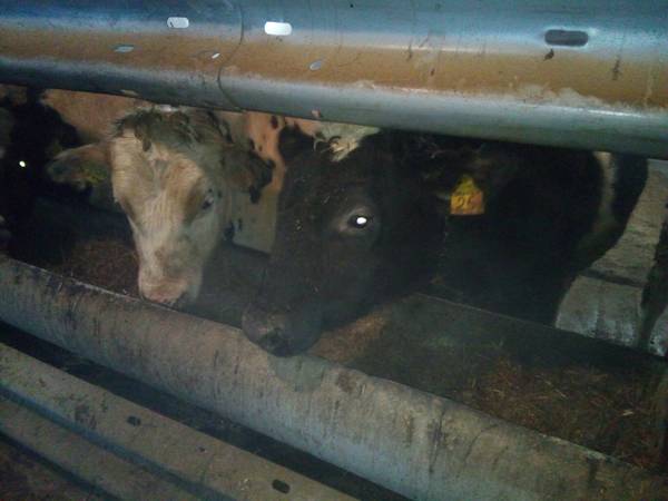 Быки весом более 5 ц.