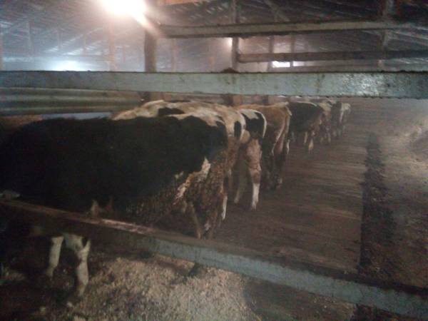 Бычки на выращивании