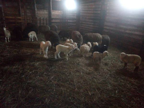 Молодняк овец