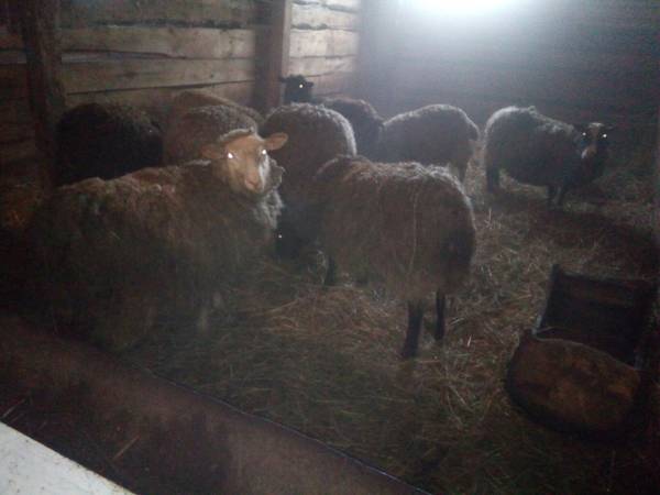 Разведение овец