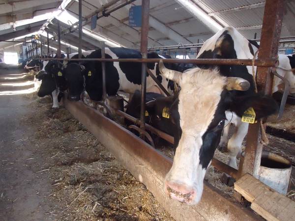 Коровы ООО "Саба" отделение Сатышево 